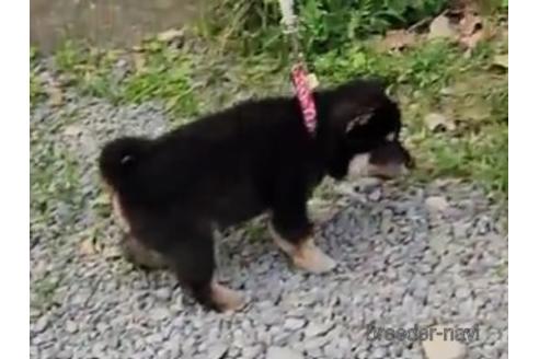 成約済の福岡県の豆柴-232401の2枚目